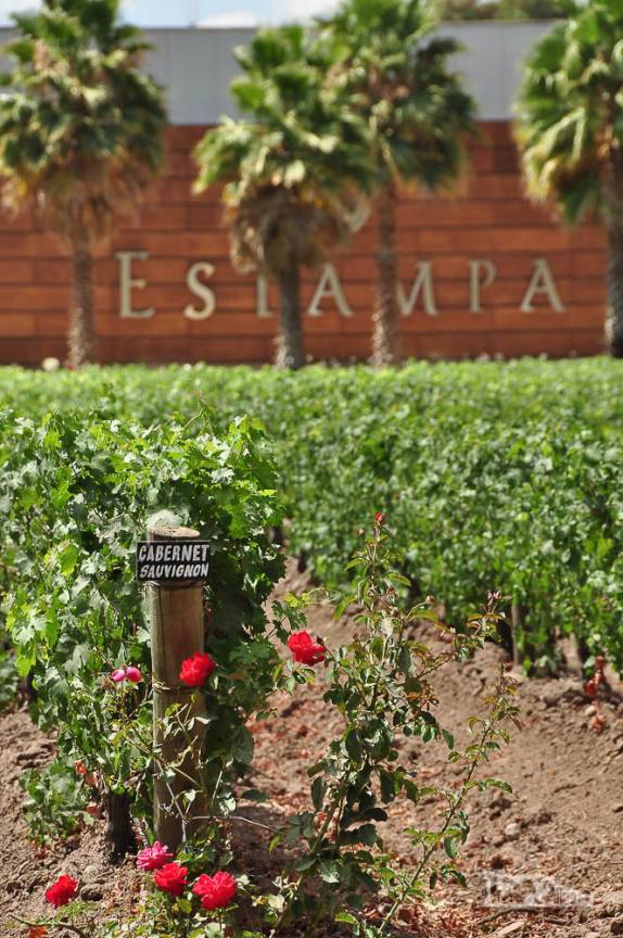 Videiras da vinícola Estampa, no Valle de Colchagua, região de Santa Cruz, ao sul de Santiago, no Chile